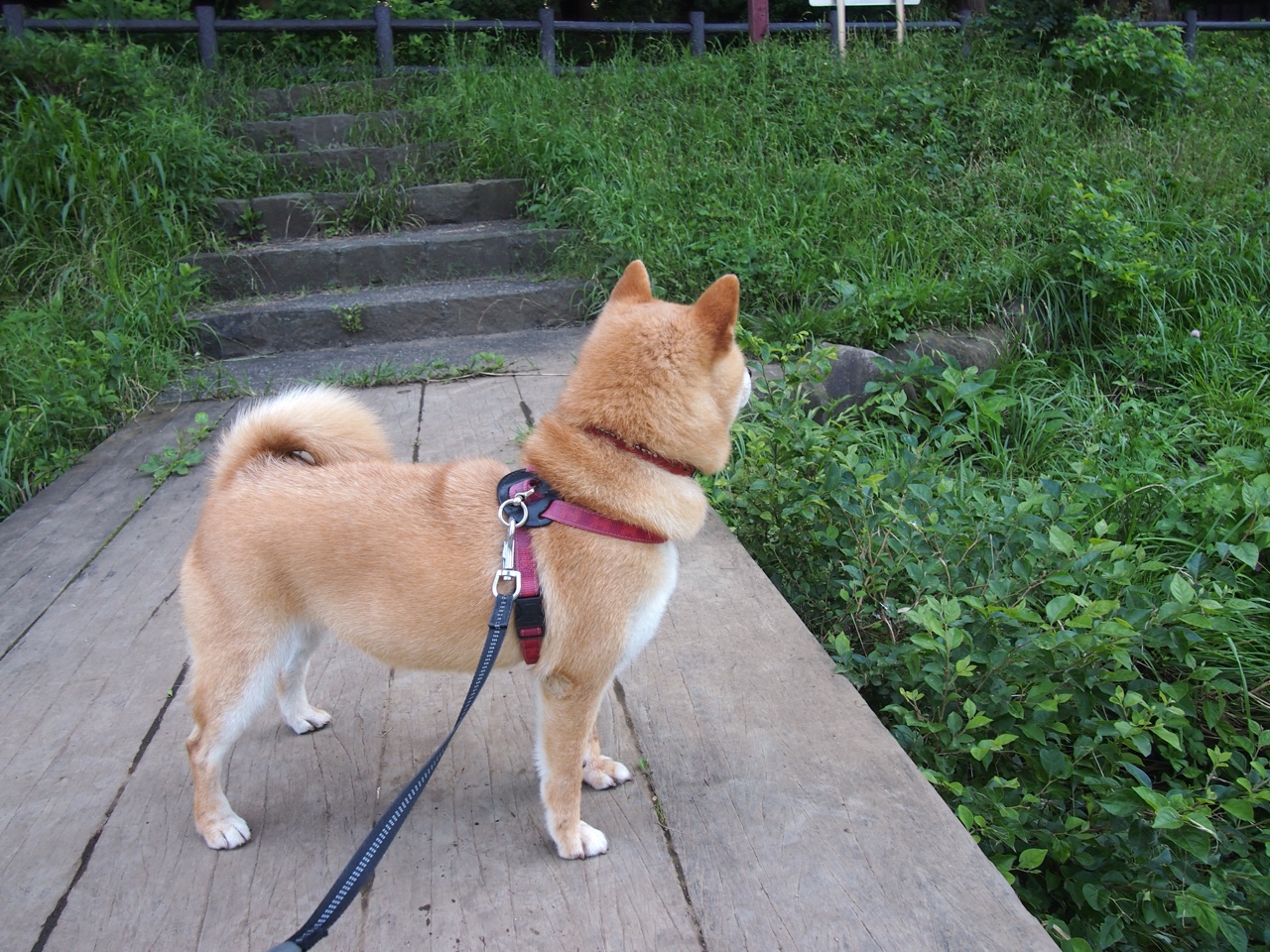 绿茵与球台的双面绝杀，胜负在呼吸之间