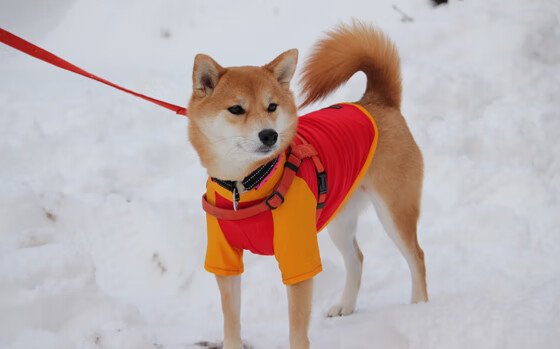 绿茵逆转与银球担当,永不落幕的团队灵魂