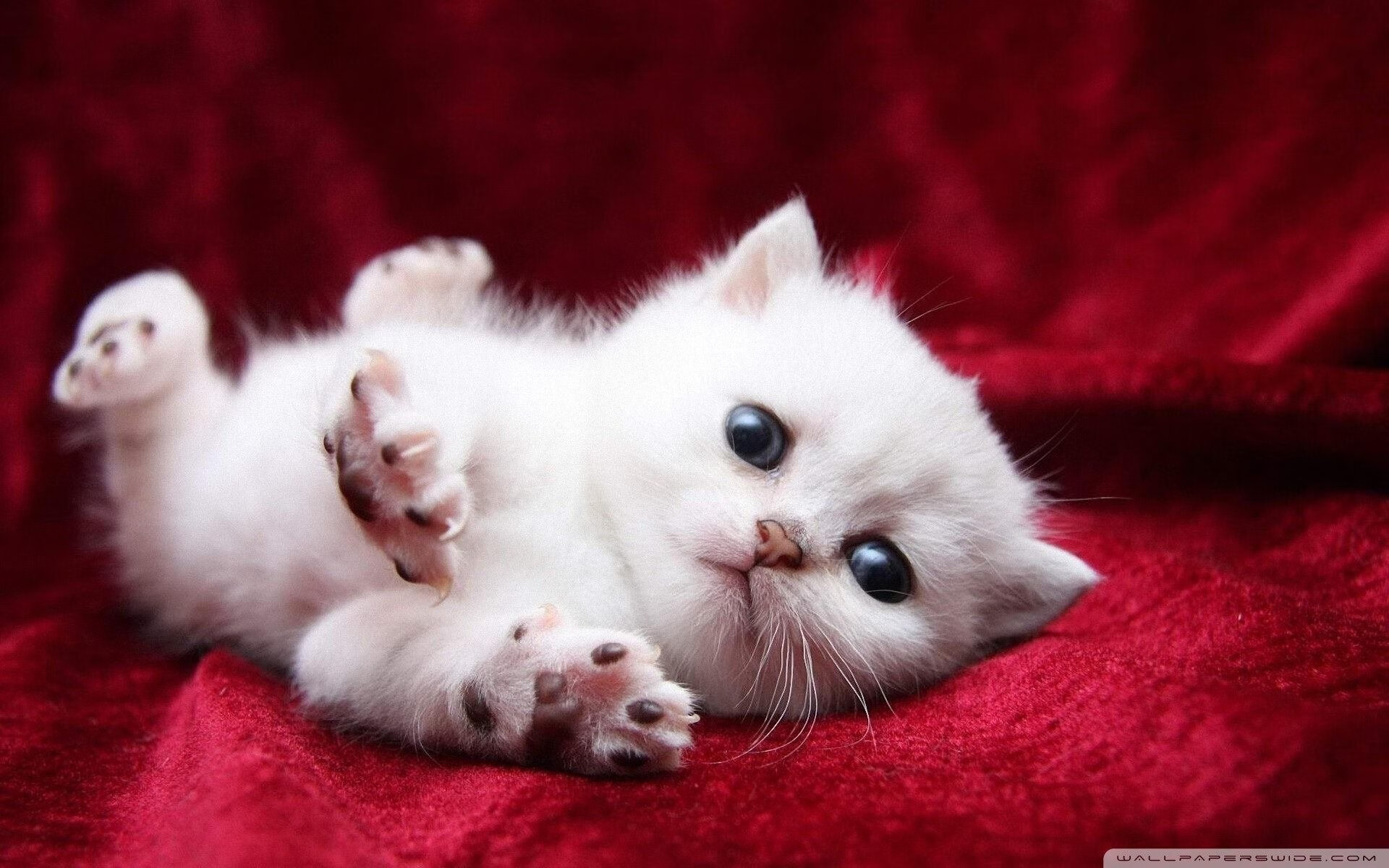 亚洲之盾与单打之光，当团队险胜邂逅个人统治力