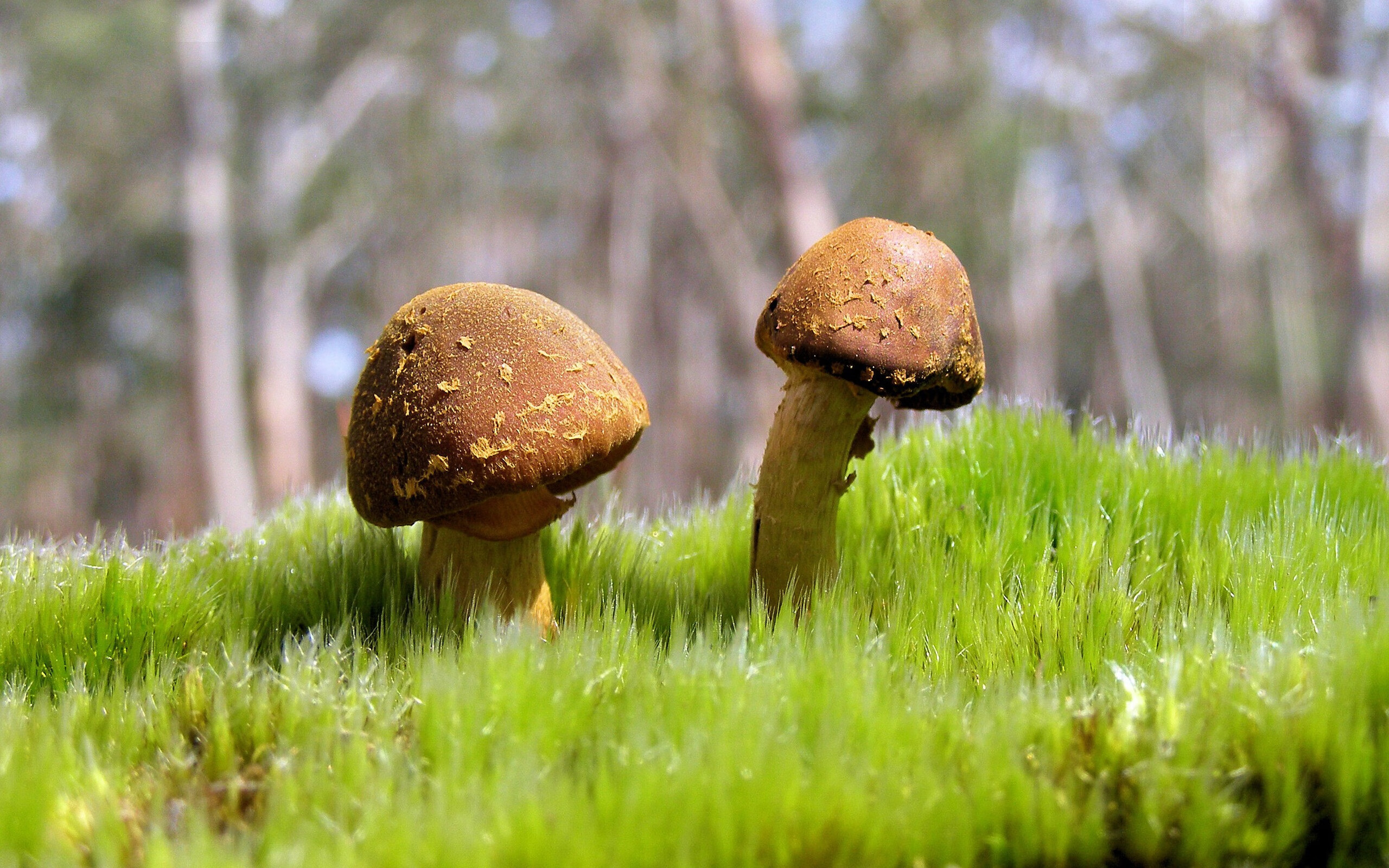 跨界狂想，当约基奇在F1赛道斩落湖人