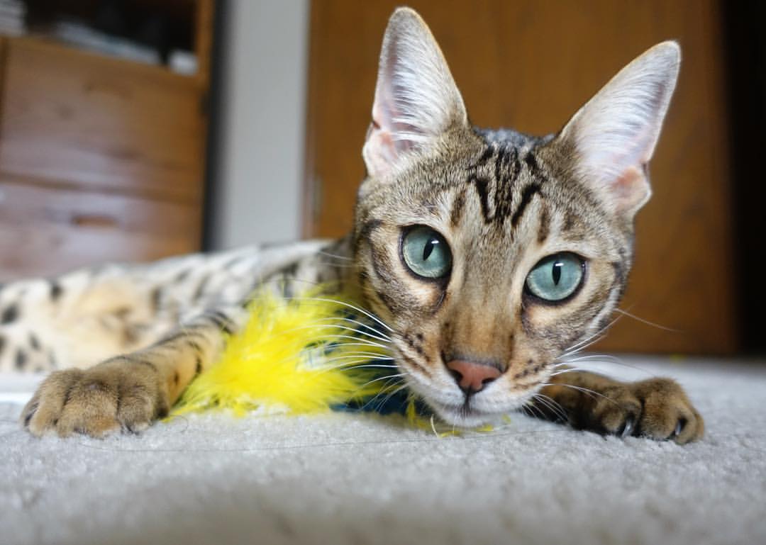 神灯复燃！格列兹曼远渡重洋点燃赛场，澳大利亚补时绝杀马里登顶