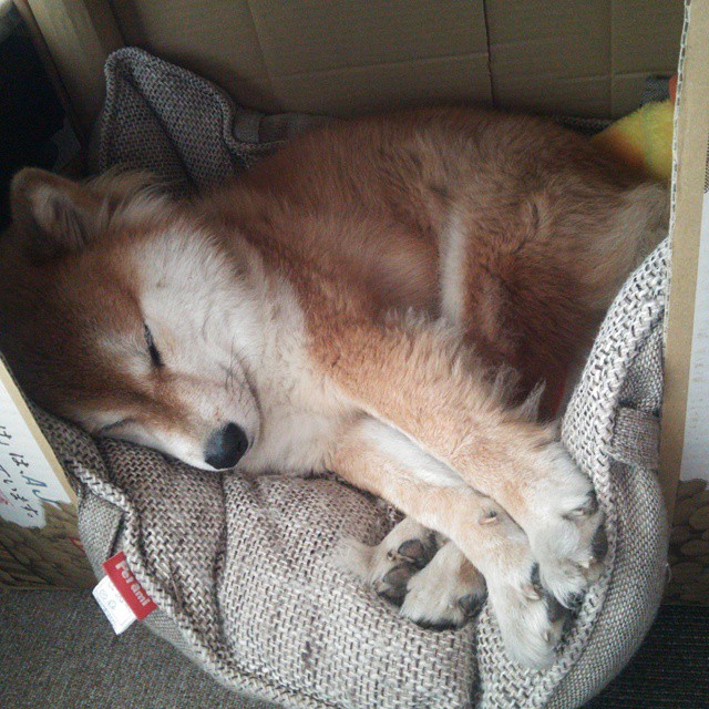 破局之夜,字母哥式领袖的欧冠启示