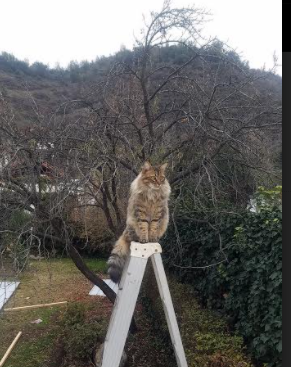 鹰击长空隔洋呼应，加时鏖战定胜负，戈贝尔欧陆展统治