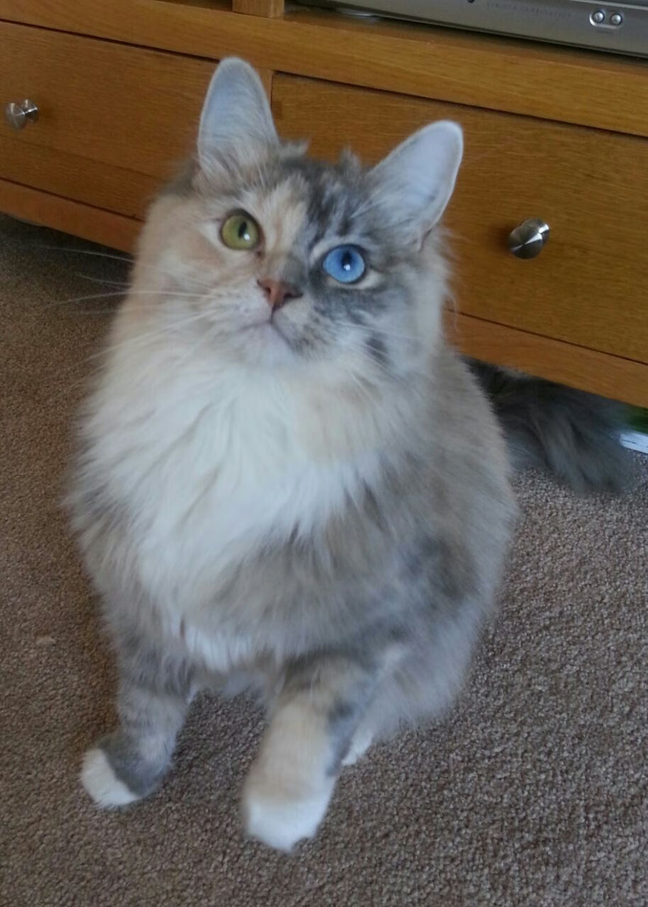 奥纳纳，拜仁中场的无声风暴，破解马赛防线的隐形枢纽