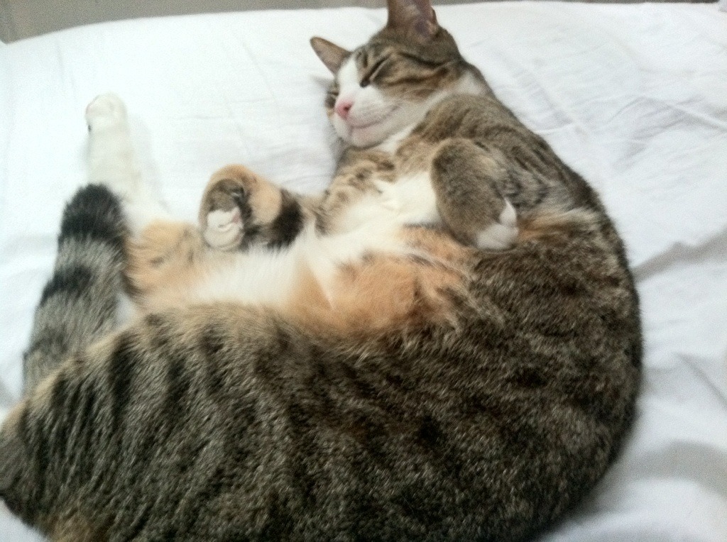 富安健洋关键回合制胜，威尔士以战术纪律谱写压制摩纳哥的完全胜利