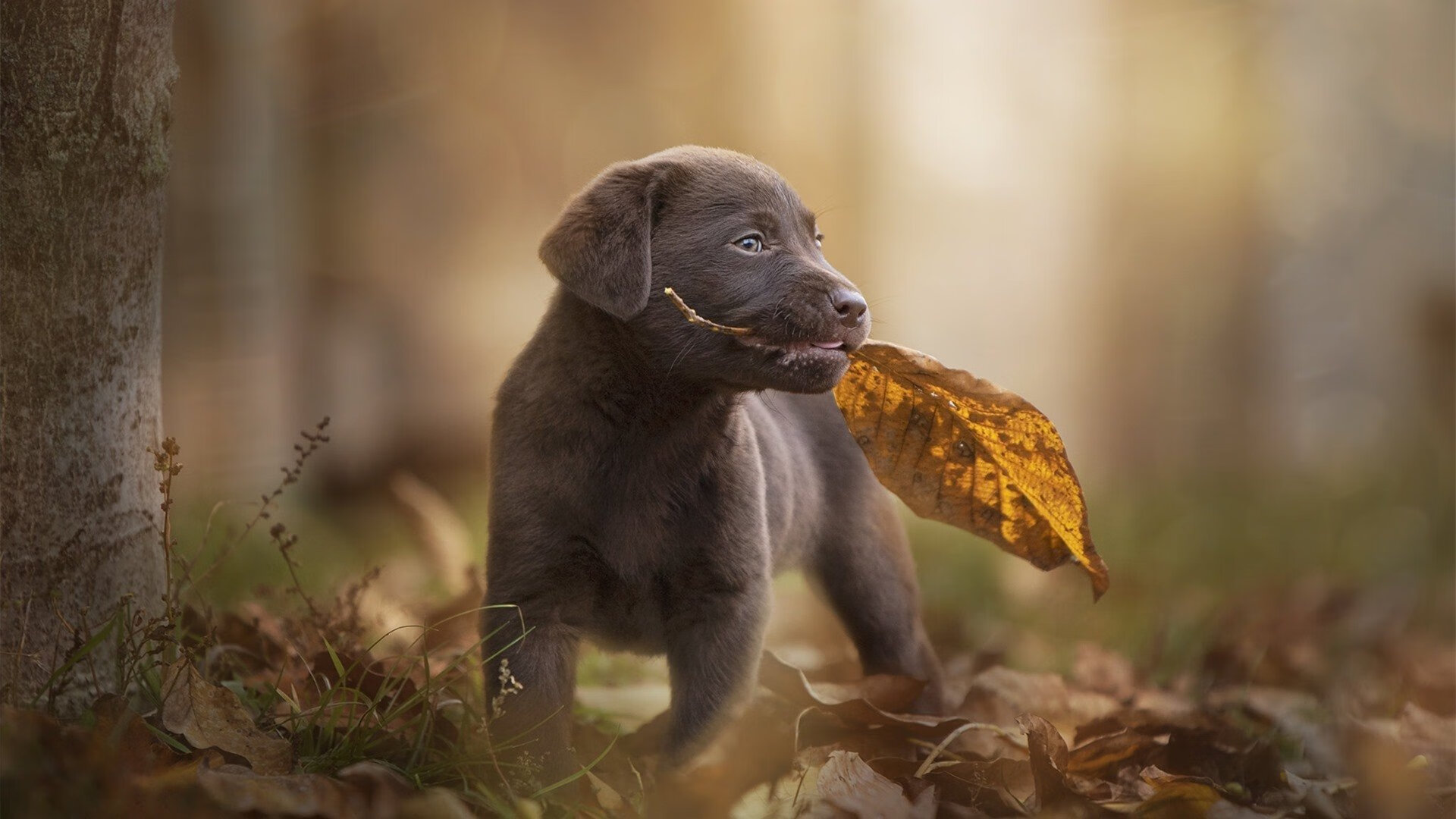 在无人相信奇迹的夜晚，他是唯一的答案—库尔图瓦于美加墨世界杯封神之夜