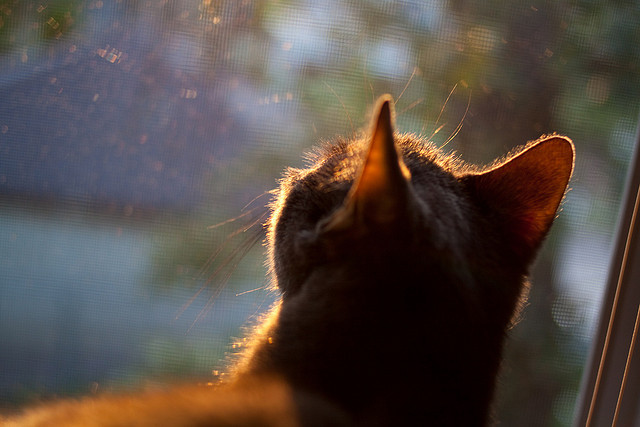 当南粤铁骑踏碎南海岸,伦纳德用沉默的獠牙撕碎迈阿密热火