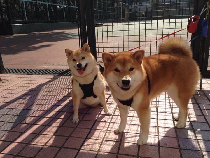 跨界主宰，从火箭的季后赛强音到利拉德的世界杯咏叹调