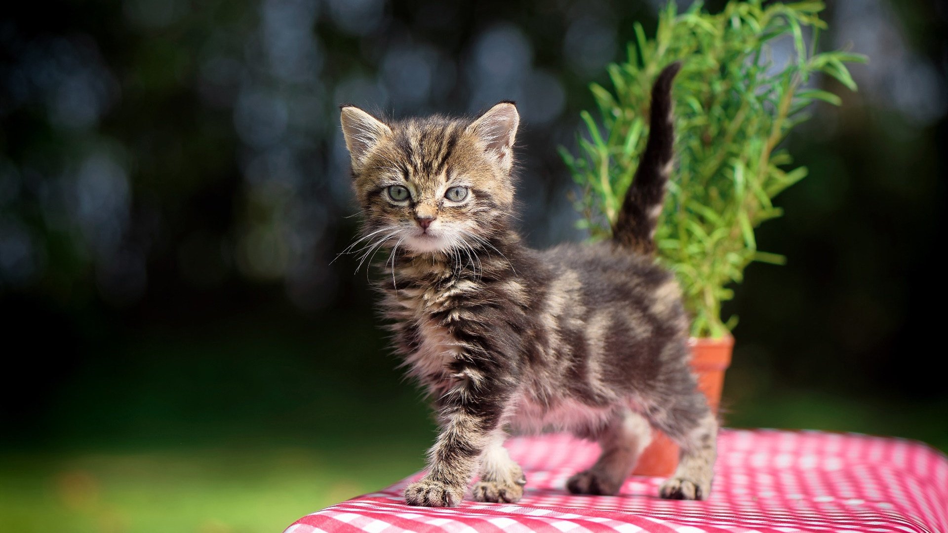 友谊赛惊现国际级对抗！广厦奇阵激活恩比德，中国力量击溃魔术
