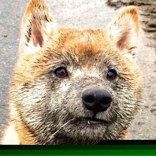 足球与橄榄球的隔空对话，阿尔瓦雷斯与红龙的双生火焰