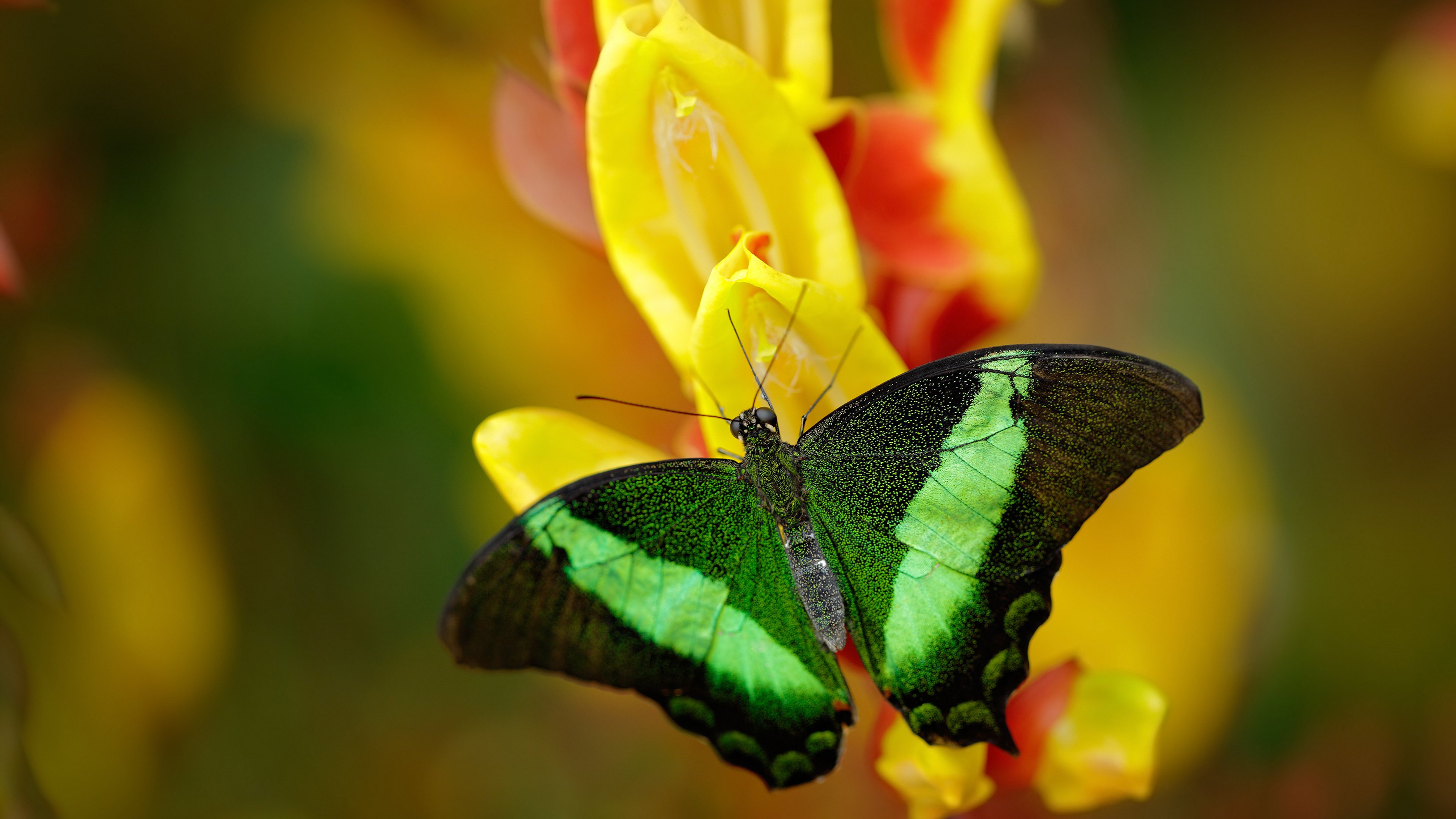 弑旧主！杜兰特37分+关键防守，用统治级数据向雷霆展示死神本色
