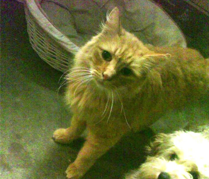 南美足坛逆袭之战！帕尔默绝境独舞，秘鲁生死战挫败阿根廷