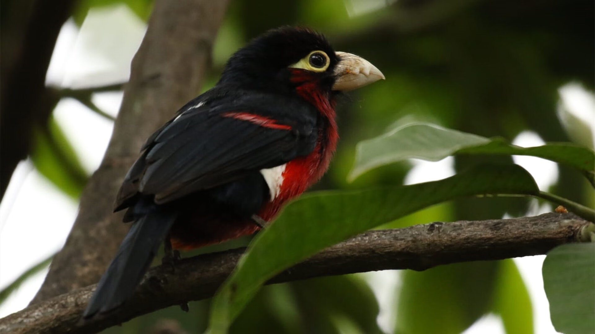 唯一性的胜利，加纳正面击溃沙特，卡塞米罗的关键先生传奇