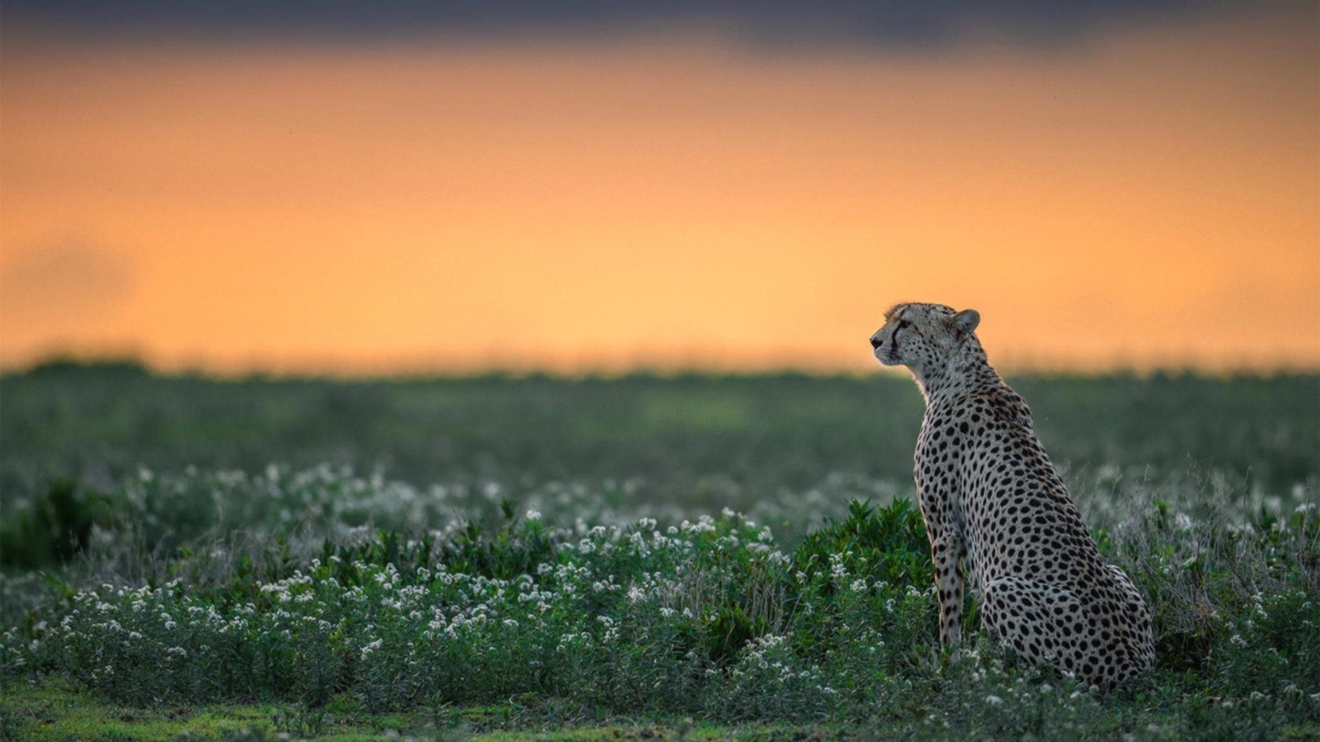 压哨一穿，巴尔韦德与澳大利亚的命运之手