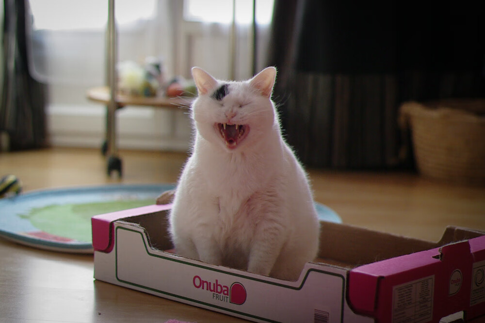 教科书级的窒息战，里昂欧冠半决赛如何用三步棋彻底颠覆黄潜奇迹