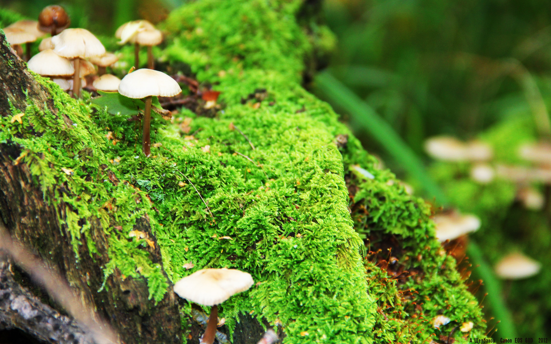 武切维奇，三分钟的上帝，鹈鹕西决绝境，27尺三分强行终结活塞王朝野望