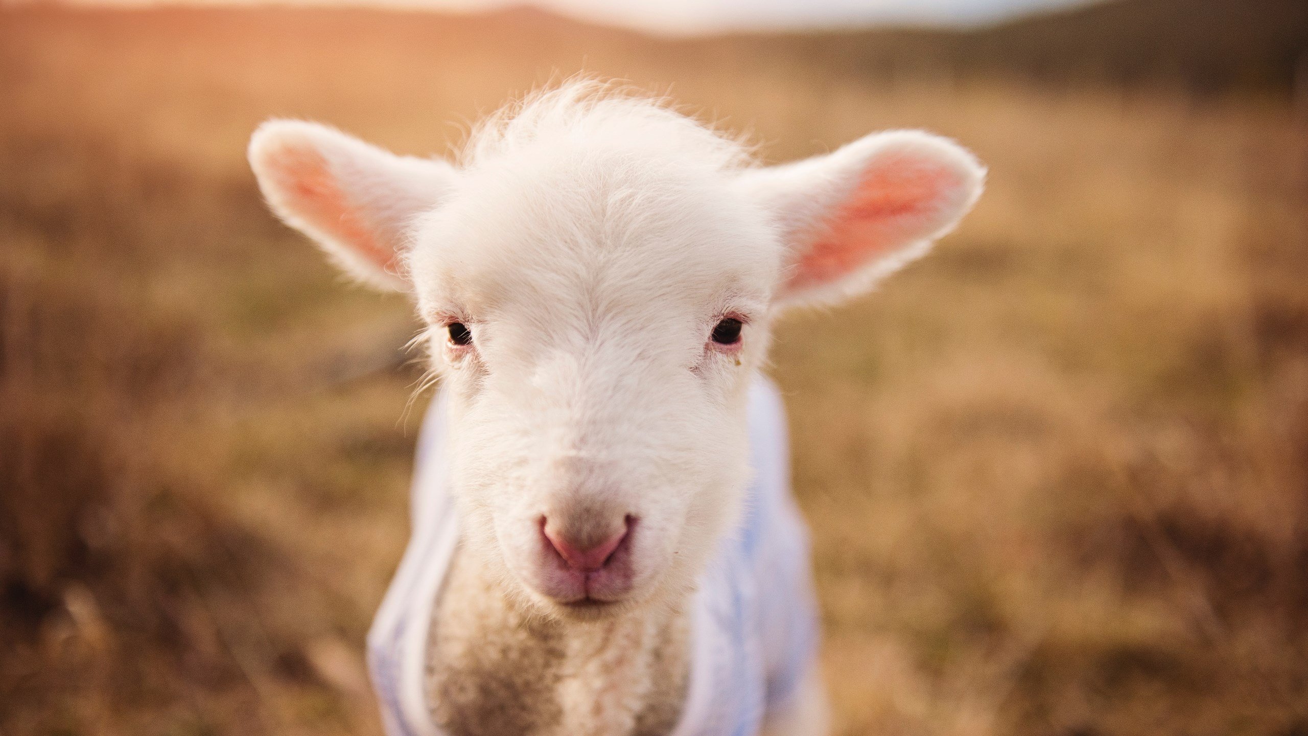 破解反字母装甲，NBA季后赛焦点战，步行者七人上双的团队篮球启示录