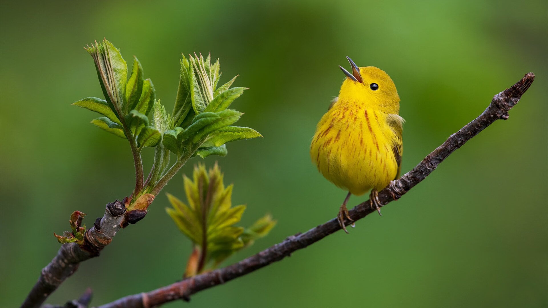 从科纳克里到蔚蓝海岸，维尼修斯如何用一场神话级表现改写几内亚足球叙事